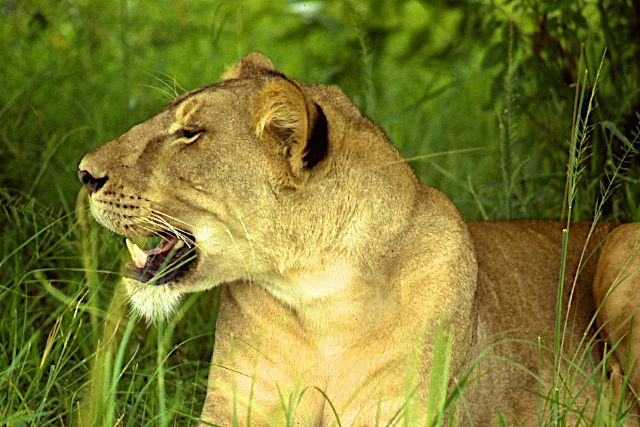 Africa Lion1