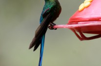 Long-Tailed Sylph